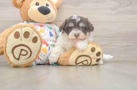 Little Havanese Purebred Pup