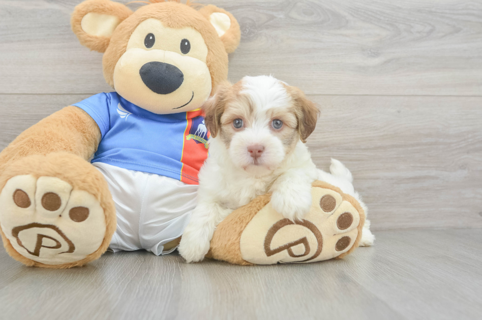 5 week old Havanese Puppy For Sale - Seaside Pups