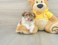 7 week old Havanese Puppy For Sale - Seaside Pups