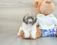 6 week old Havanese Puppy For Sale - Seaside Pups