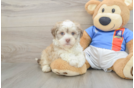 Best Havanese Baby