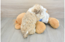 Havanese Pup Being Cute