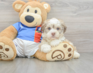 8 week old Havanese Puppy For Sale - Seaside Pups