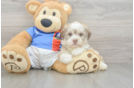 Best Havanese Baby