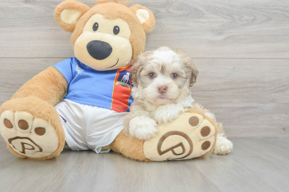 8 week old Havanese Puppy For Sale - Seaside Pups