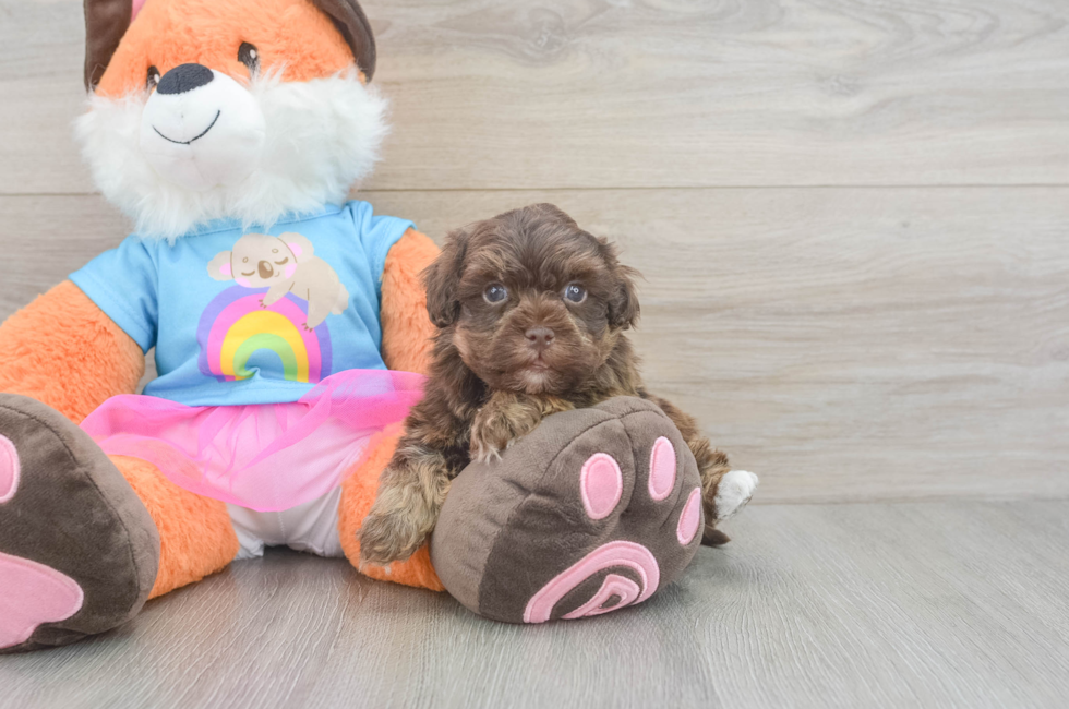 5 week old Havapoo Puppy For Sale - Seaside Pups