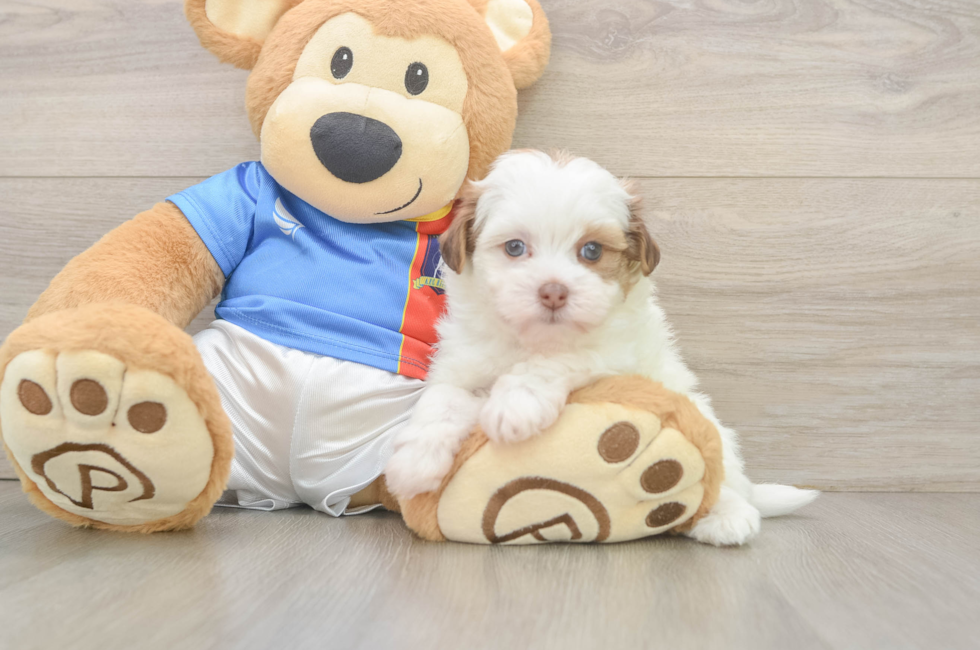 5 week old Havapoo Puppy For Sale - Seaside Pups