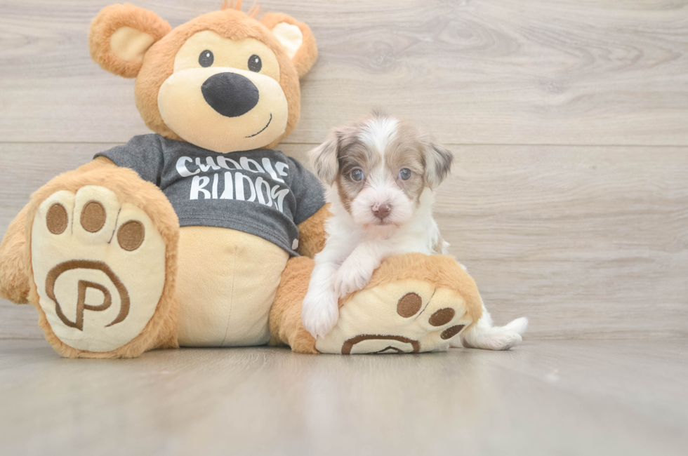 5 week old Havapoo Puppy For Sale - Seaside Pups