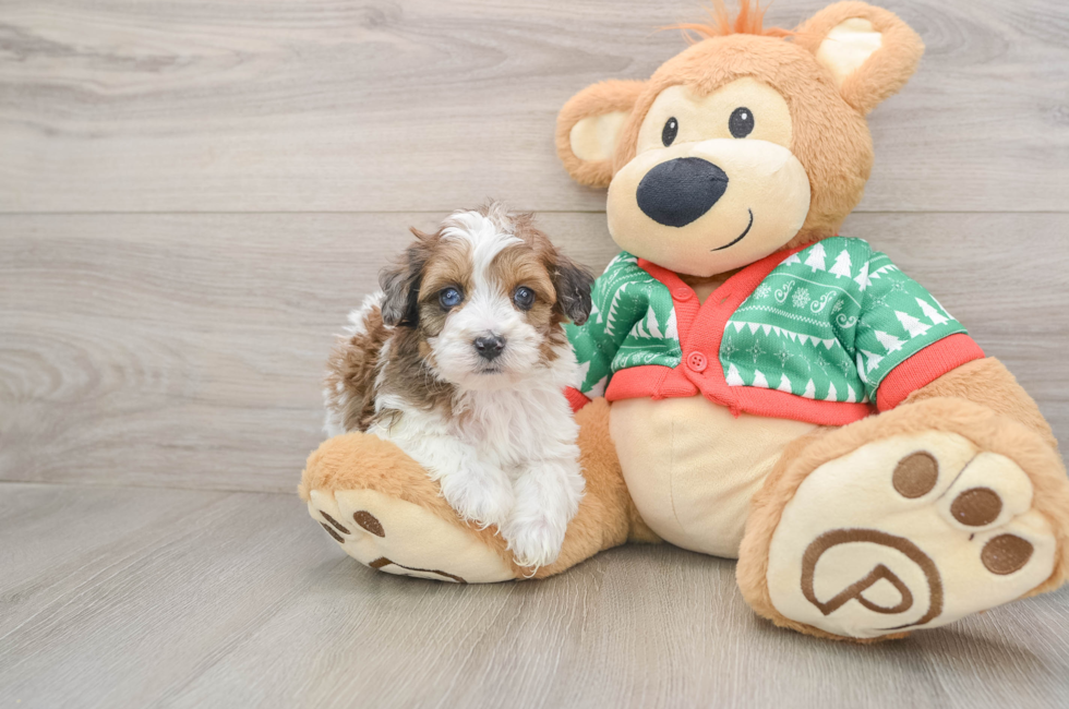 5 week old Havapoo Puppy For Sale - Seaside Pups