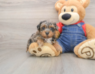 7 week old Havapoo Puppy For Sale - Seaside Pups