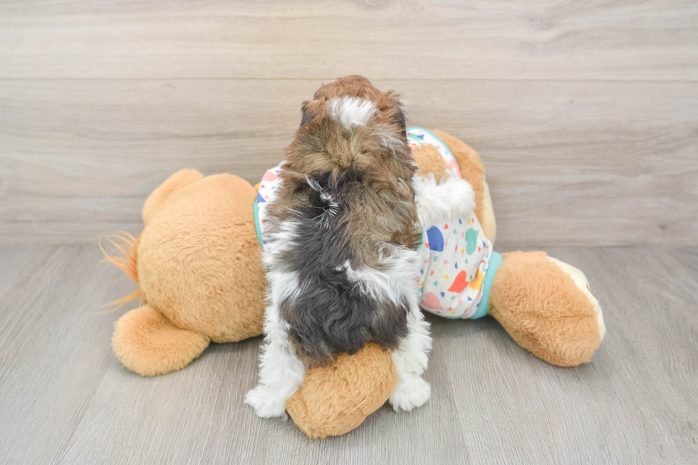 Havapoo Pup Being Cute