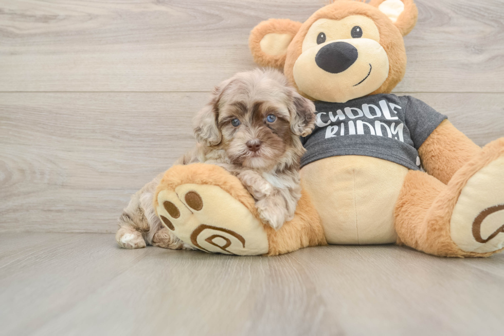 Havapoo Pup Being Cute