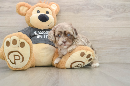 Little Havadoodle Poodle Mix Puppy