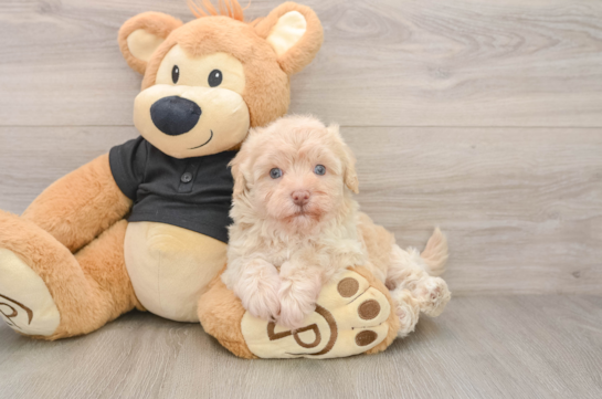 Havapoo Pup Being Cute