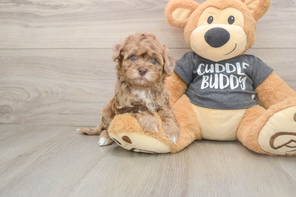 Adorable Havadoodle Poodle Mix Puppy