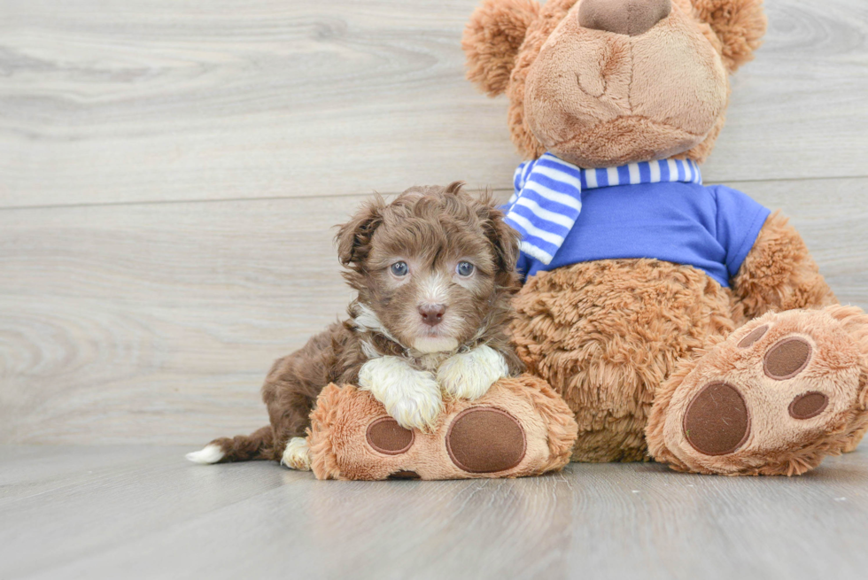 Little Havanese Poodle Mix Puppy