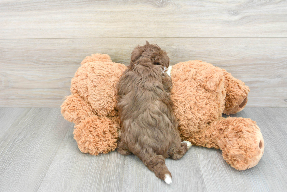 Energetic Havanese Poodle Mix Puppy