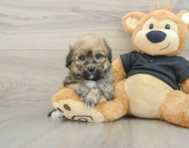 7 week old Havapoo Puppy For Sale - Seaside Pups