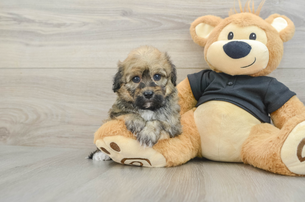 5 week old Havapoo Puppy For Sale - Seaside Pups