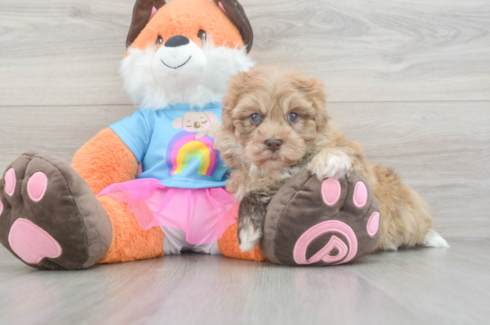 5 week old Havapoo Puppy For Sale - Seaside Pups