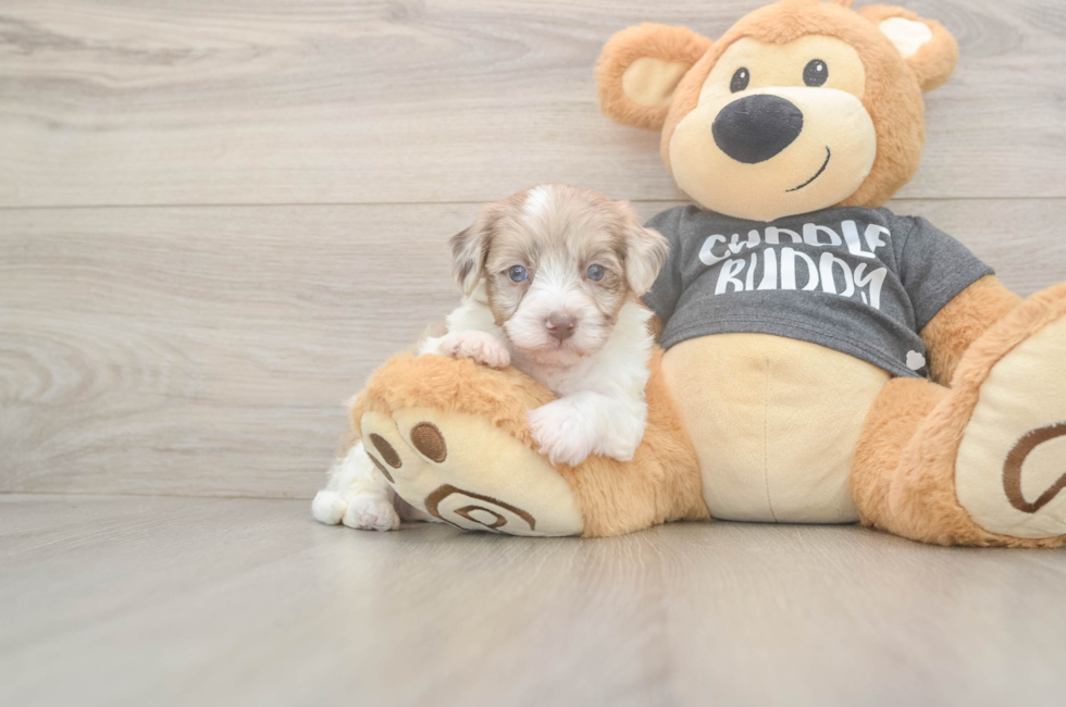5 week old Havapoo Puppy For Sale - Seaside Pups
