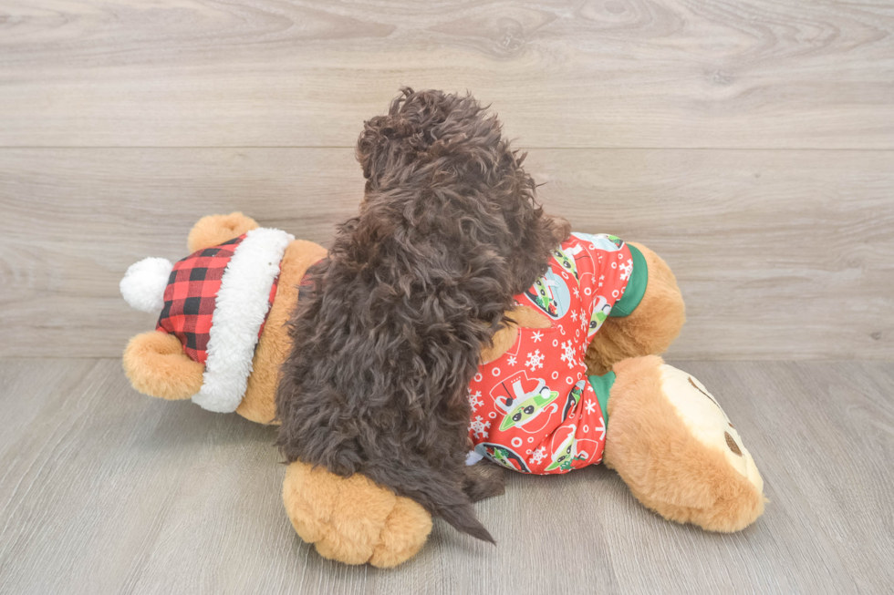 Friendly Havapoo Baby