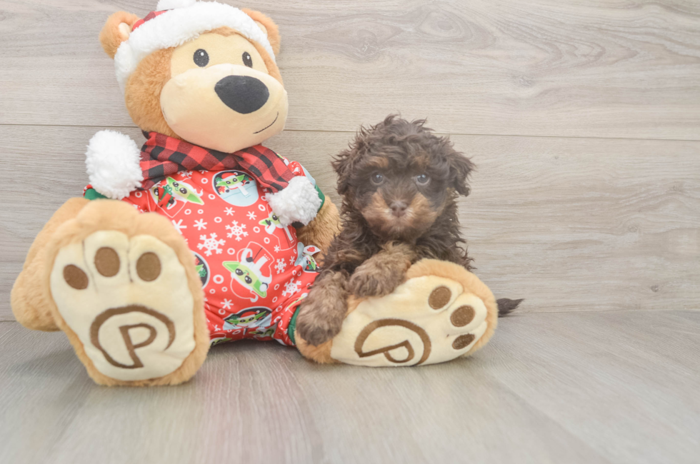 5 week old Havapoo Puppy For Sale - Seaside Pups