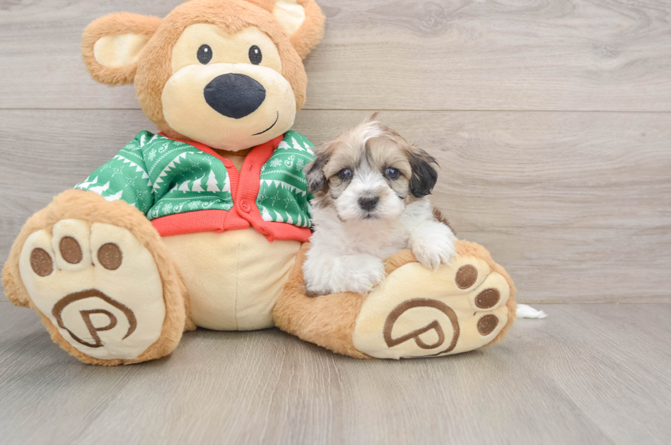 5 week old Havapoo Puppy For Sale - Seaside Pups