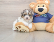 7 week old Havapoo Puppy For Sale - Seaside Pups