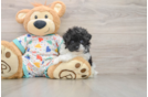 Adorable Havadoodle Poodle Mix Puppy