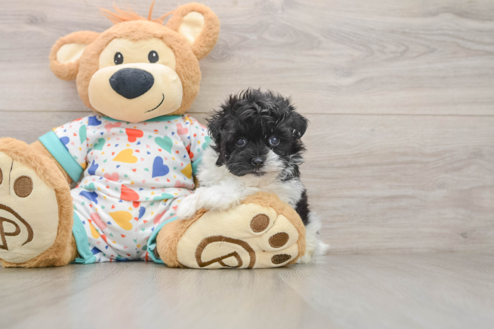 Adorable Havadoodle Poodle Mix Puppy