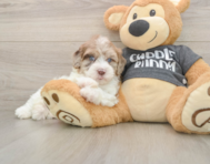 6 week old Havapoo Puppy For Sale - Seaside Pups