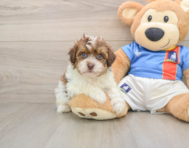 5 week old Havapoo Puppy For Sale - Seaside Pups
