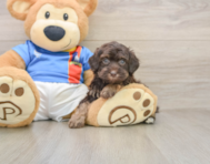 5 week old Havapoo Puppy For Sale - Seaside Pups