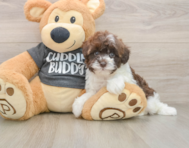 8 week old Havapoo Puppy For Sale - Seaside Pups