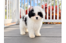 Havapoo Puppy for Adoption