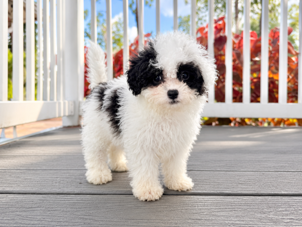 Havapoo Puppy for Adoption
