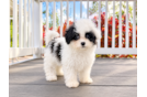 Havapoo Puppy for Adoption