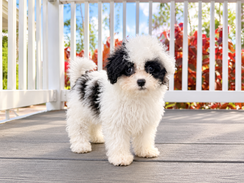 Havapoo Puppy for Adoption