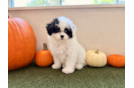 Havapoo Pup Being Cute