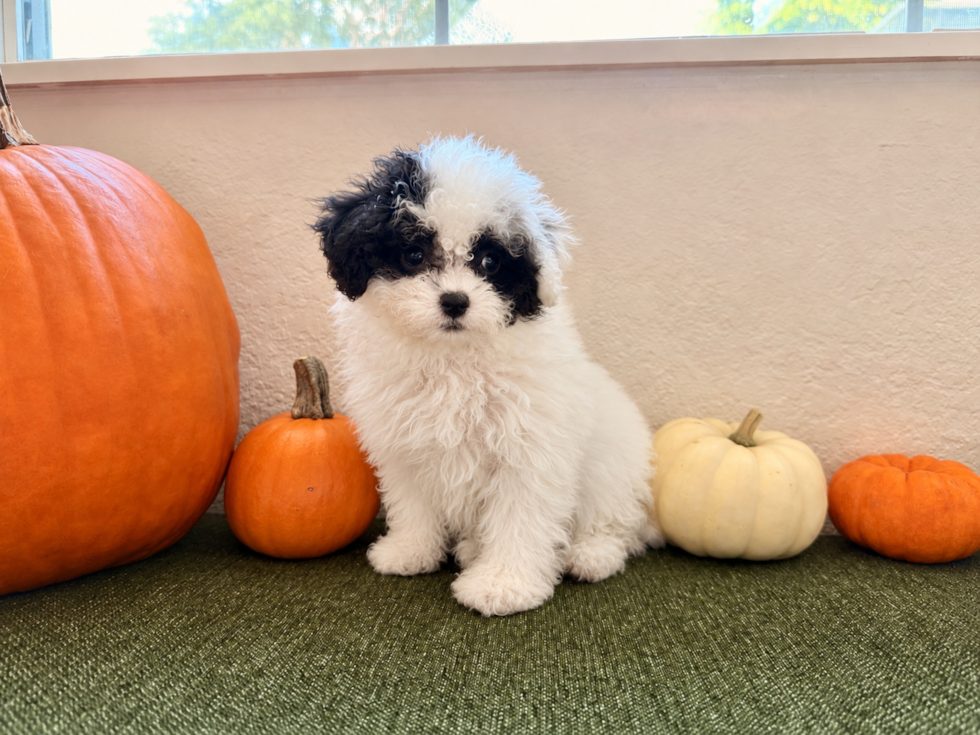 Havapoo Pup Being Cute