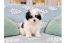 Cute Havadoodle Poodle Mix Puppy