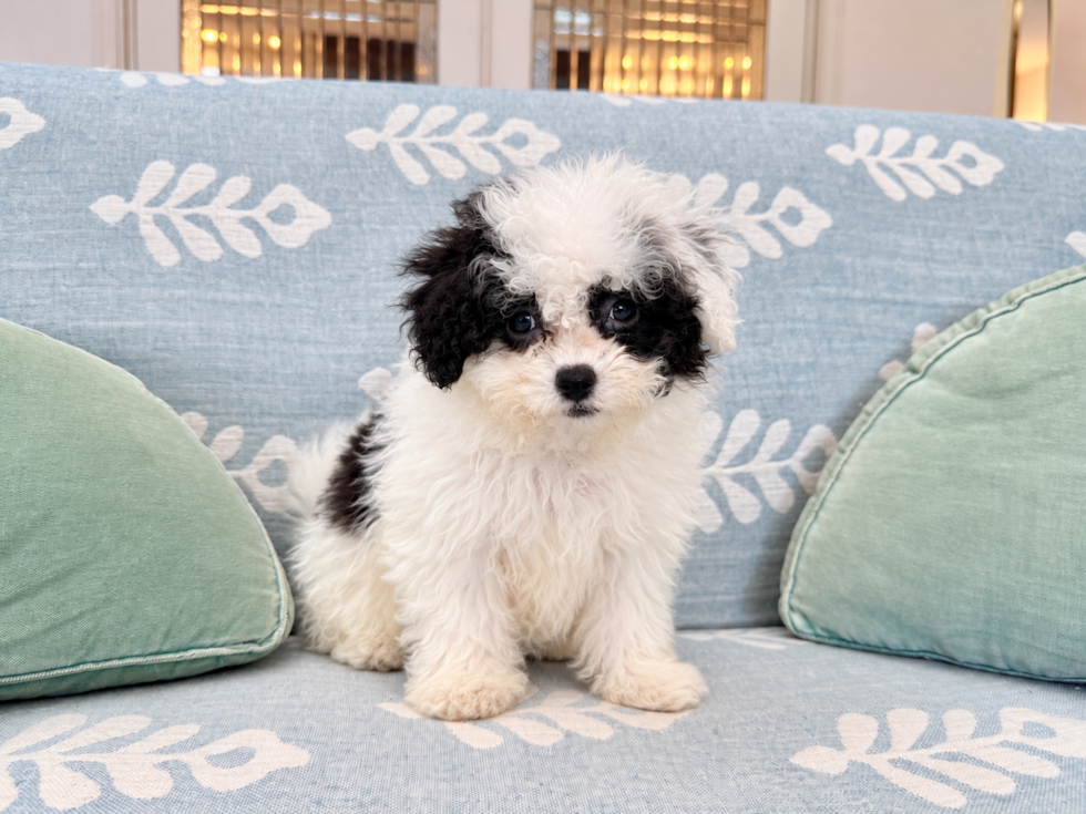 Cute Havadoodle Poodle Mix Puppy