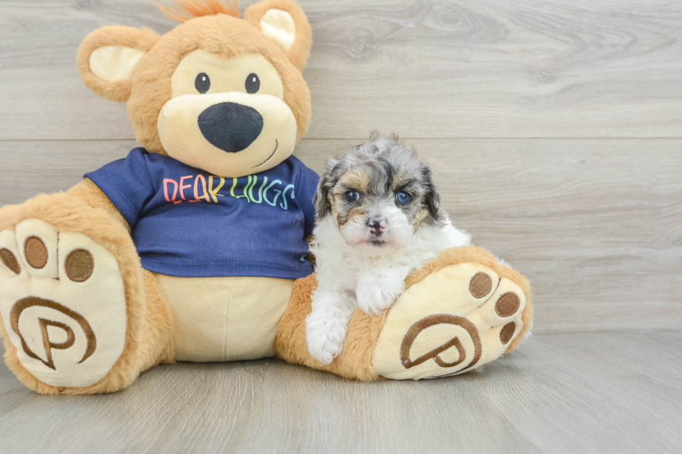 Popular Havapoo Poodle Mix Pup