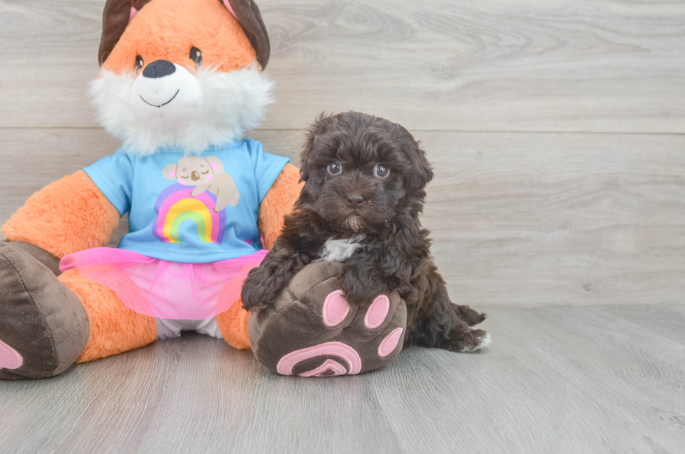 5 week old Havapoo Puppy For Sale - Seaside Pups
