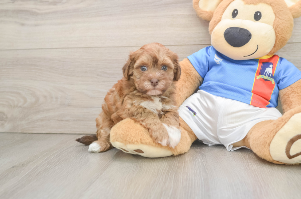 5 week old Havapoo Puppy For Sale - Seaside Pups