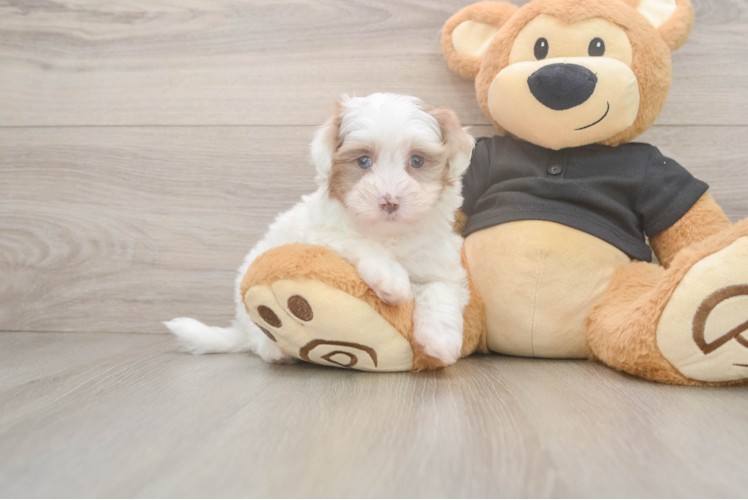 Hypoallergenic Havadoodle Poodle Mix Puppy