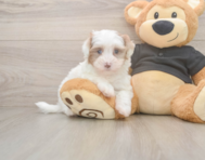 7 week old Havapoo Puppy For Sale - Seaside Pups