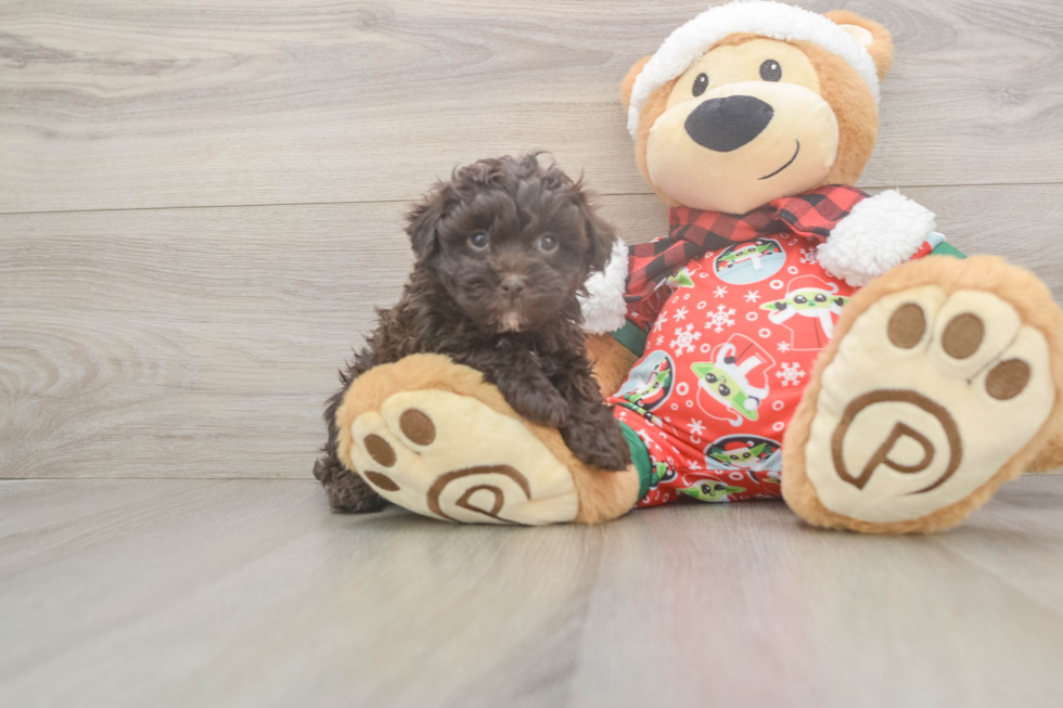 Havapoo Pup Being Cute