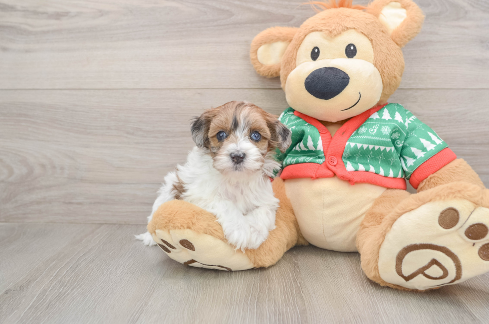 5 week old Havapoo Puppy For Sale - Seaside Pups